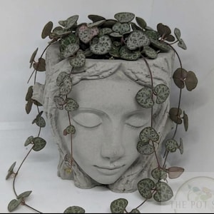 Puede incluir: Una maceta de hormigón gris con forma de rostro femenino, con una planta de corazón entrelazado. La planta tiene hojas en forma de corazón en tonos verdes y rosas, con tallos colgantes. El logotipo de The Pot Shop es visible.