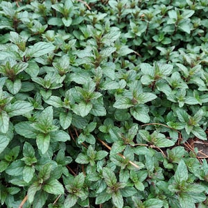 Puede incluir: Primer plano de una cobertura del suelo de plantas de menta. Las hojas son de un verde intenso con toques de púrpura y rojo, creando un patrón texturizado. La imagen muestra el denso crecimiento y los detalles de las hojas.
