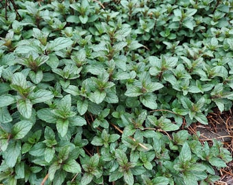 May include: A dense ground cover of mint plants. The leaves are a vibrant green with hints of purple and red, creating a textured appearance. The image showcases the plant's lush growth and detailed leaf patterns.