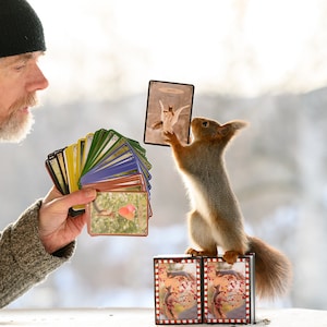 O oráculo do esquilo / baralho de cartas de tarô (66 cartas) + e-book