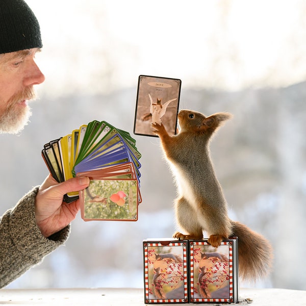 The squirrel oracle / tarot photo card deck (66 cards) + e-book
