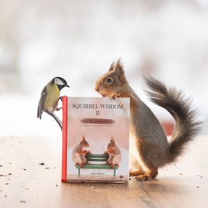 Puede incluir: Una ardilla roja con una cola tupida está mirando un libro titulado "Squirrel Wisdom II: That is close enough". Un pequeño pájaro amarillo y negro está posado en el libro.