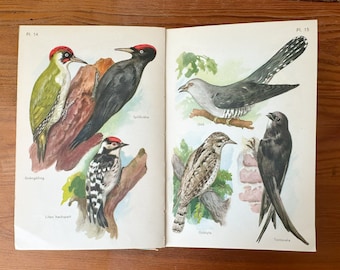 Vintage bird book 1950s in Swedish with beautiful illustratations "Svenska fåglar" 1953 hardback vintage ornithology Scandinavian wildlife