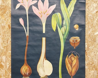 Vintage Original German Educational Poster/MEADOW SAFFRON/Vintage School Wall Chart/Roll Down Print/Botanical Chart/Jung-Koch-Quentell/70's