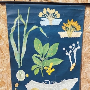 Vintage Lehrtafel/WEIZENROSTE/Lehrtafel/Vintage Roll Down Lehrtafel/Botanische Lehrtafel/Jung-Koch-Quentell/1970er Jahre