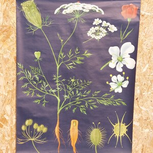 "Vintage Lehrtafel ""WILD CAROT""/ Lehrtafel aus den 70er Jahren/ Roll Down Poster mit Lehrtafel ""Jung-Koch-Quentell/70's."