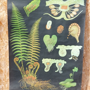 Póster educativo alemán original vintage/Helecho macho/Gráfico escolar vintage/Impresión enrollable/Gráfico botánico/Jung-Koch-Quentell/69