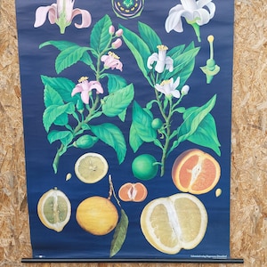 Vintage originele Duitse educatieve poster, CITRUSVRUCHTEN, vintage schoolmuurgrafiek, afrolprint, botanische grafiek, jaren 1970