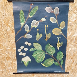 Vintage Lehrtafel/Weide/Alte Schulwandkarte/Lehrtafel/Lehrtafel/Frühlingstafel/Frühlingstafel/Frühlingstafel/Frühlingstafel/Schulwandtafel aus den 70er Jahren