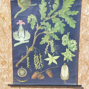 Póster educativo original alemán vintage/ROBLE/Gráfico mural escolar vintage/Impresión enrollable/Gráfico botánico/Jung-Koch-Quentell/67