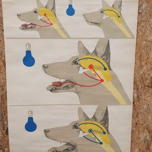 Vintage Schulwand, Lehrtafel, Schulwandkarte, Roll Down Poster, Pavlov's Hund, Schulwandkarte, 1962er Jahre
