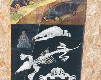 Vintage Original German Educational Poster/Mole Anatomy/School Wall Chart/Roll Down Animal Print/Biology Skeleton/Jung-Koch-Quentell/1969's