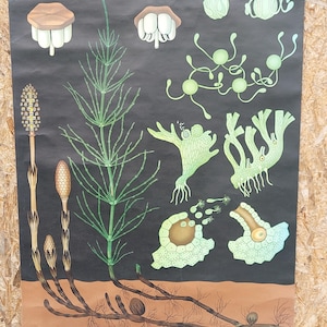 Póster educativo alemán original vintage, COLA DE CABALLO, gráfico escolar vintage, impresión enrollable, gráfico botánico, Jung Koch Quentell, década de 1968