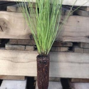 May include: A green grass plant with long, thin blades, emerging from a brown, cylindrical root structure. The plant is set against a backdrop of wooden planks, creating a natural aesthetic.