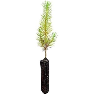 May include: A young evergreen tree seedling with vibrant green needles. The seedling is planted in a dark, cylindrical container filled with soil, ready for transplanting. The tree is set against a white background.
