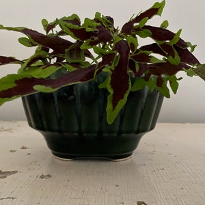 May include: A green ceramic planter with a scalloped rim, filled with a leafy plant with green and burgundy leaves.