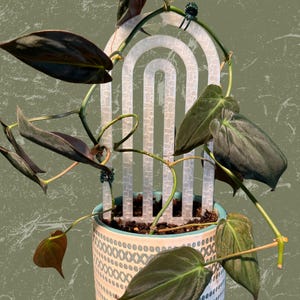 May include: A houseplant with dark green leaves growing up a white plastic arch trellis in a white and blue patterned ceramic pot.
