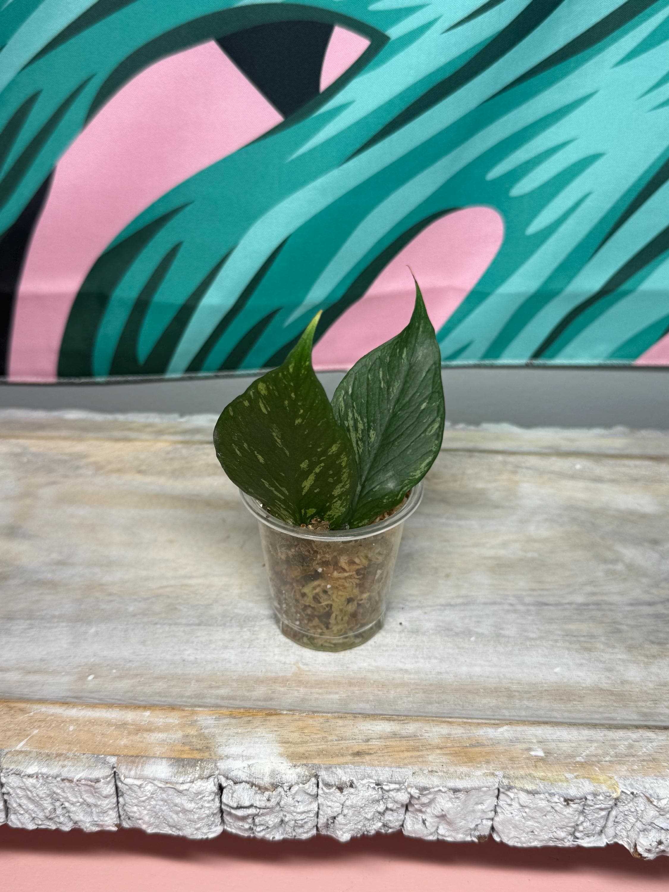 Hoya Polyneura Broget - Etsy