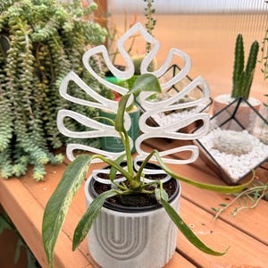 cherry red philodendron price Philodendron Cherry Red