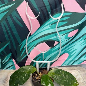 May include: A small potted plant with large, green leaves and white speckles. A silver-colored, wireframe sculpture of a female form is placed in the pot. The background features a tropical leaf pattern in pink, teal, and dark green.