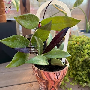 May include: A houseplant with green and purple leaves in a terracotta pot with a painted design. The pot has a brown, orange, and pink pattern.