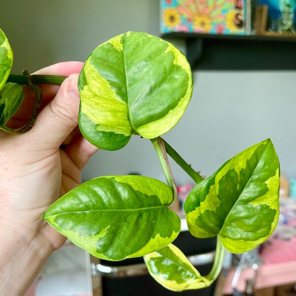 Lemon Meringue Pothos | Rare Pothos | Epipremnum Aureum | Rooted Cutting | Variegated Plants | Houseplants | Starter Plant | Live Plants