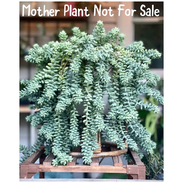 Sedum Burrito | Donkey Tail Succulent | Burro’s Tail Succulent | Trailing Succulent | Live Plant | Succulent Cuttings | Plant Propogation