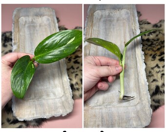 Monstera Standleyana Albo | Rare Monstera | Rooted Cutting | Trailing Houseplant | Houseplants | Starter Plant | Variegated Monstera