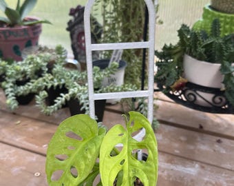 The Oval Vine Ladder Trellis | 3D Printed Plant Trellis | Climbing Plant Support | Plant Care | Houseplant | Plant Gift | Hoya Trellis