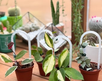 Set of 5 Clear 3.5 Hanging Plant Pots With Hooks | Lightweight Plastic  Planters for Orchids, Hoyas, Cuttings, and More - Etsy