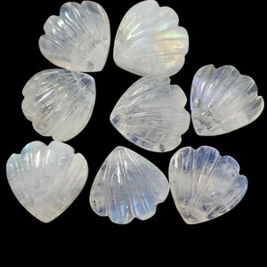 May include: Eight carved moonstone seashell cabochons. The translucent, iridescent stones are white with subtle blue and rainbow flashes. Each shell is fan-shaped with detailed ridges, arranged against a black background.