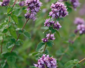 Oregano 1000+ Seeds | Origanum vulgare | Hardy Perennial Culinary & Fragrant Herb