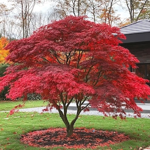Acer palmatum ‘Atropurpureum’ 10 semillas / Arce japonés / Árbol ornamental / Apto para bonsái