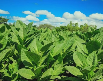 Semillas de tabaco Burley 200/500 – Nicotiana tabacum / Variedad tradicional