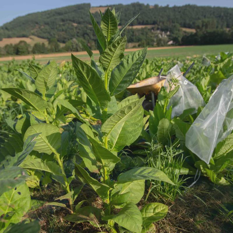 can you smoke rabbit tobacco What does smoking rabbit Tobacco do?