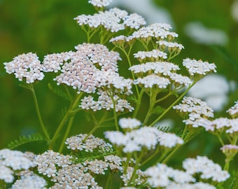 Milenrama 1000+ semillas / Achillea millefolium / Flor perenne resistente