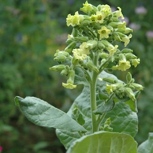 Mapacho 200/500 Seeds – Nicotiana rustica | Heirloom | Strong Aztec Tobacco