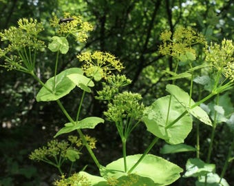 Smyrnium Perfoliatum 30 Samen | Perfoliate Alexanders | Zierliche Gartenpflanze