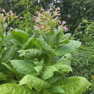 Virginia Tobacco Seeds