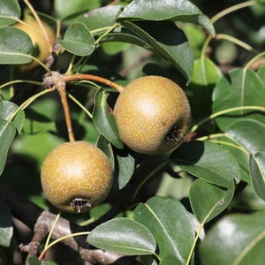 Könnte beinhalten: Nahaufnahme von zwei reifen Birnen, die an einem Ast hängen, umgeben von grünen Blättern. Die Birnen haben eine goldbraune Farbe mit kleinen Flecken. Die Blätter sind tiefgrün und erzeugen eine natürliche, organische Szene.