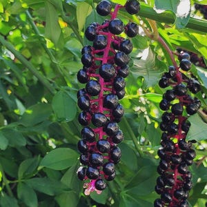 Può includere: Primo piano di bacche di fitolacca. L'immagine mostra grappoli di bacche viola scuro, quasi nere, appese a steli rosa-rossastri. Lo sfondo è pieno di foglie verdi, creando una scena naturale e vibrante.