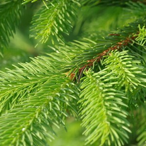 Spruce needle Picea abies 100% natural vitamin c rich herbal tea image 4