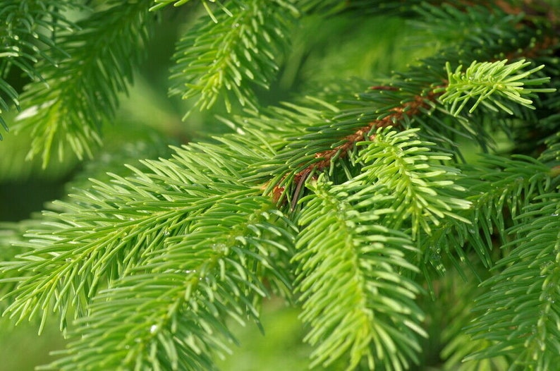 Spruce needle Picea abies 100% natural vitamin c rich herbal tea image 4