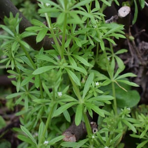 Cleavers Herb | Galium Aparine | 100% Natural Herbal Tea Przytulia ...