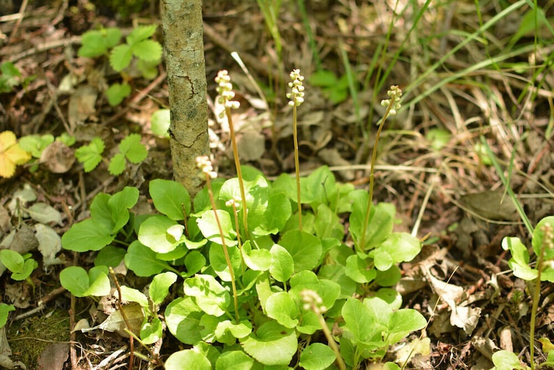 Round-leaved wintergreen leaf Pyrola rotundifolia herbal tea gruszyczka image 3