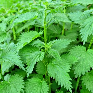 Stinging nettle leaf | Urtica dioica | natural herbal tea pokrzywa lisc image 4