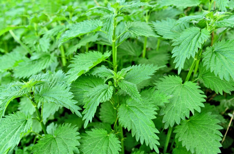 Stinging nettle leaf | Urtica dioica | natural herbal tea pokrzywa lisc image 4
