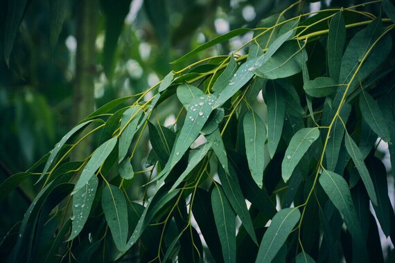 Eukalyptusblatt | Eukalyptus globulus | getrocknete Blätter Kraut Kräutertee