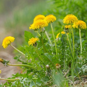 Dandelion root | Taraxacum officinale | 100% natural herbal tea mniszek korzen image 5