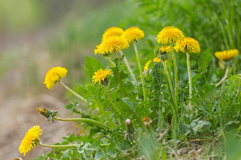 Dandelion root | Taraxacum officinale | 100% natural herbal tea mniszek korzen image 5